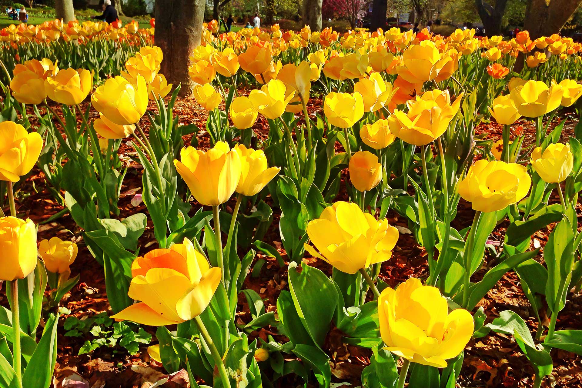 Bucks County Landscaping