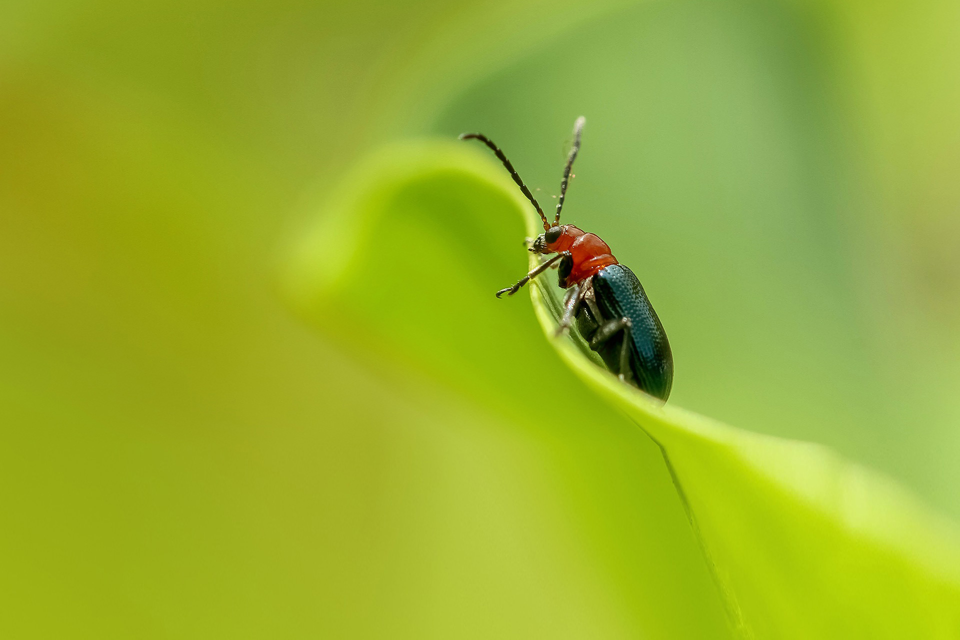 Bucks County Pest Control